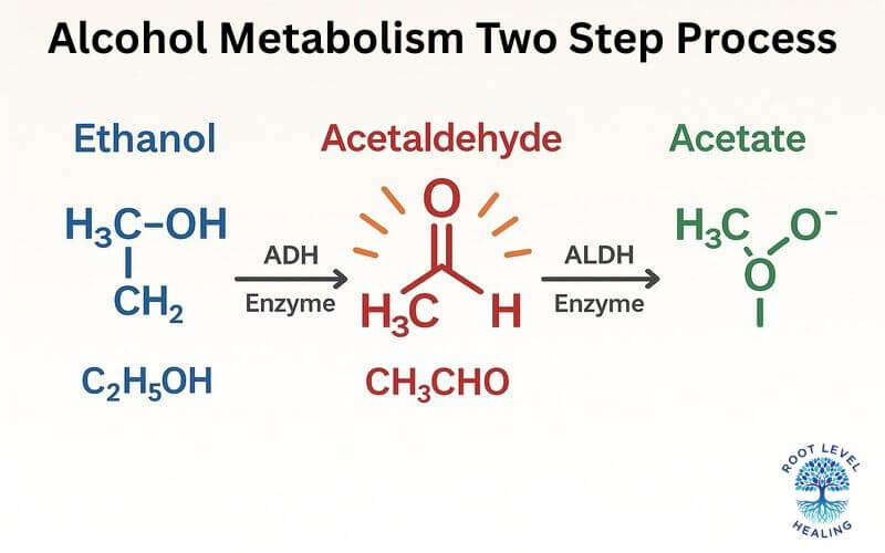 Diagram showing the two-step alcohol metabolism process from ethanol to acetaldehyde to acetate
