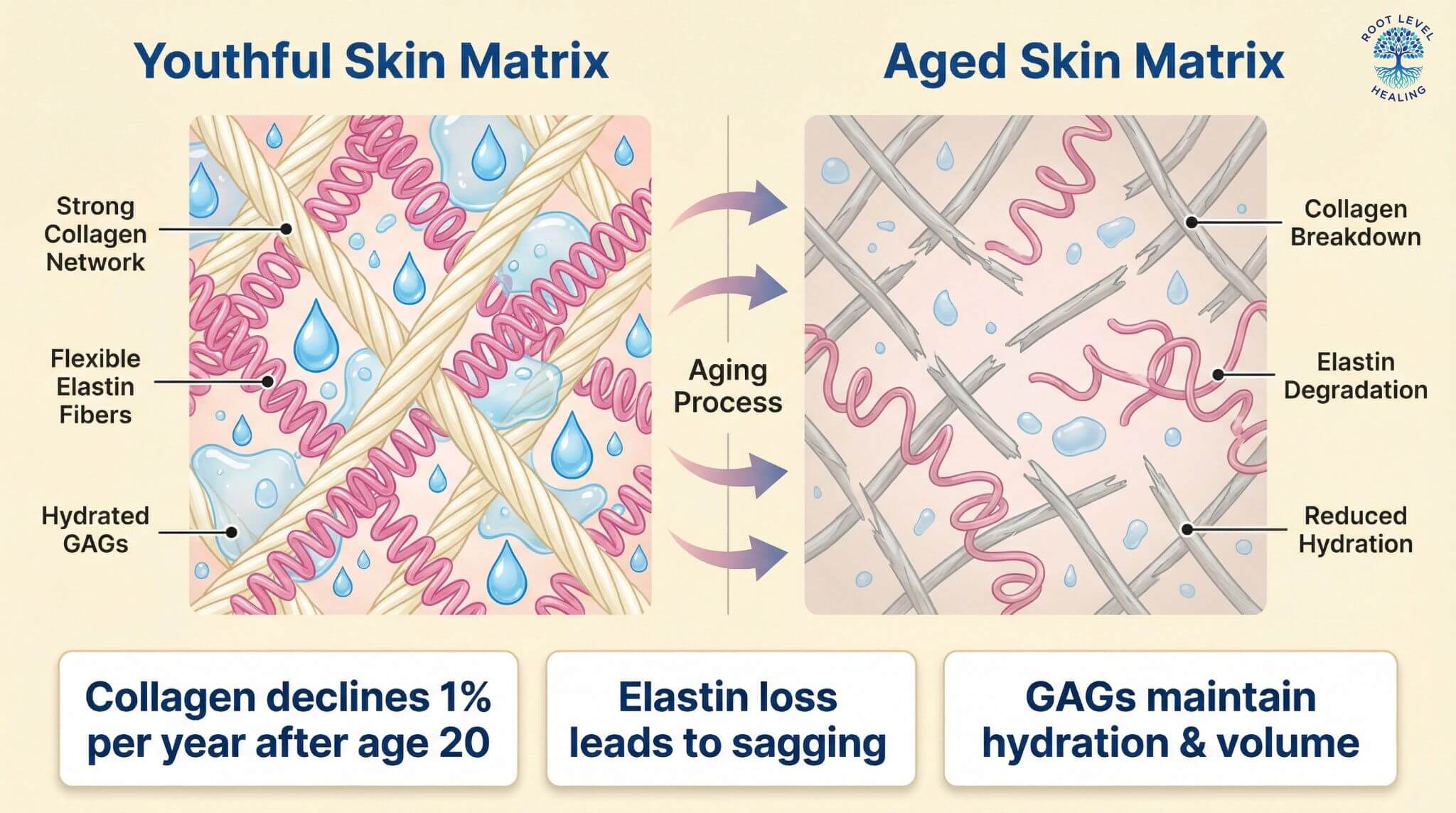 Infographic showing the structure of the skin's dermal matrix, with strong collagen fibers providing a supportive framework and flexible elastin coils allowing the skin to stretch and recoil.