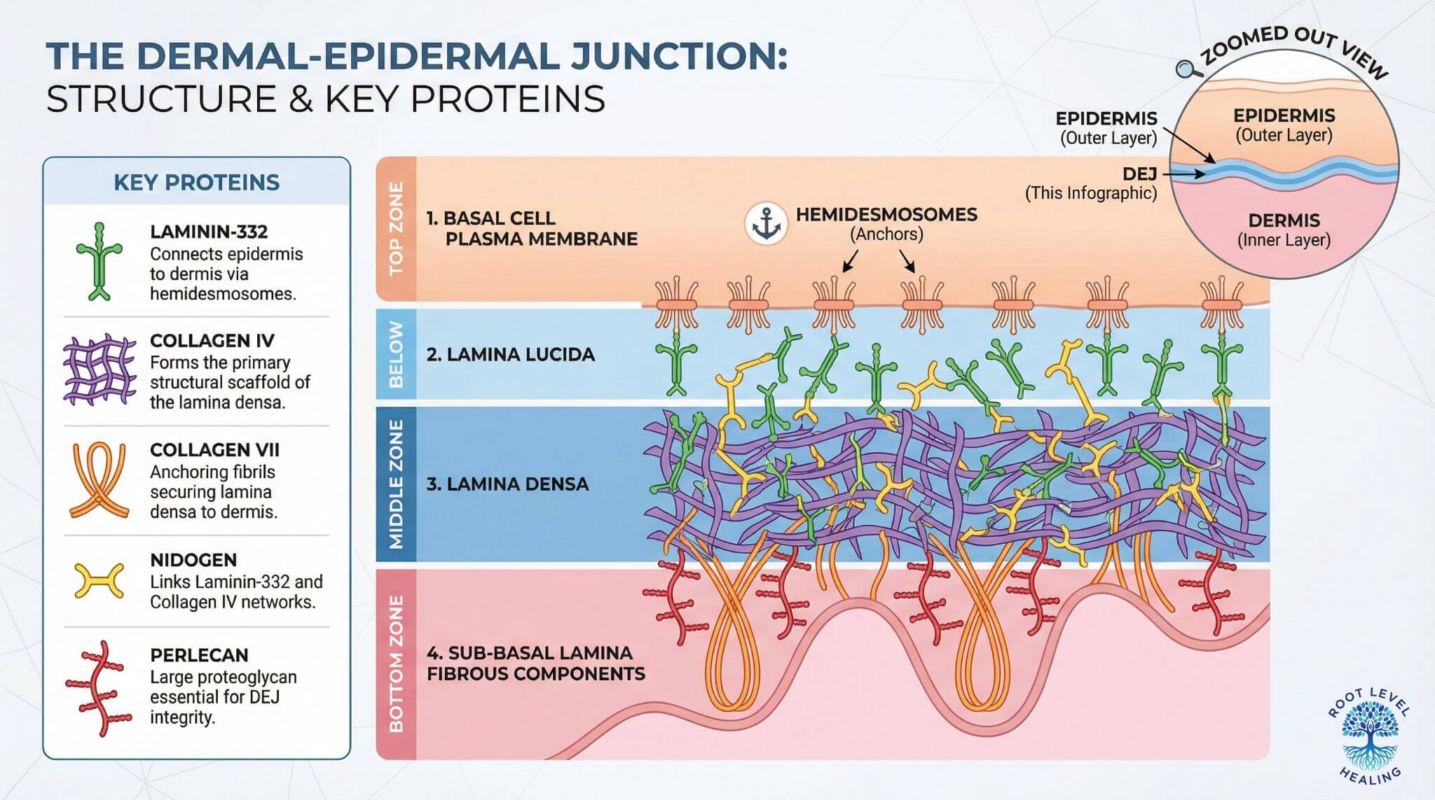 Detailed infographic of dermal epidermal junction structure showing basement membrane proteins including collagen XVII, collagen IV, laminin 332, and nidogen for skin barrier function.