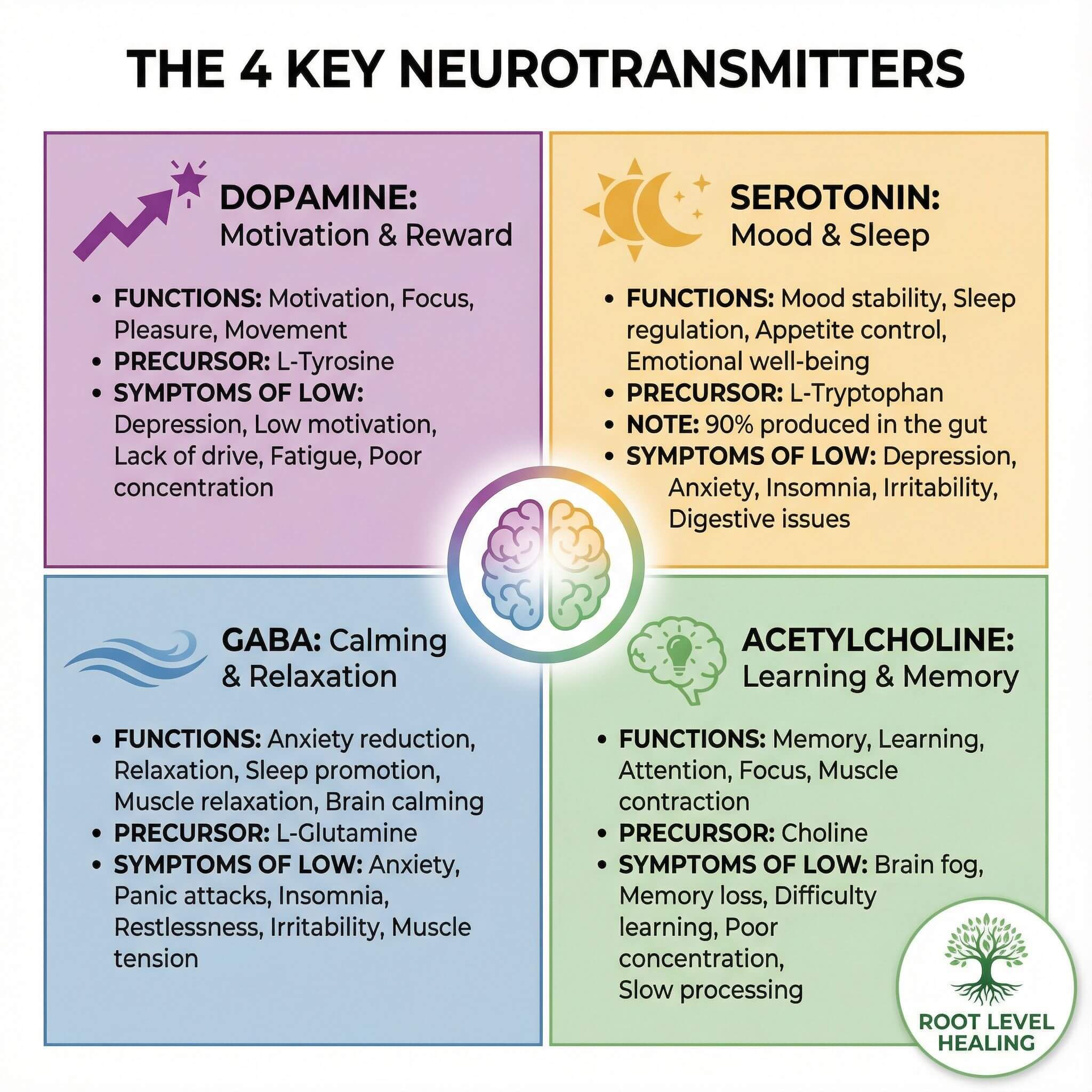 The 4 Key Neurotransmitters - Dopamine (Motivation), Serotonin (Mood), GABA (Calm), Acetylcholine (Memory)