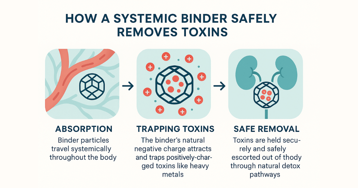 Diagram showing how detox binders work to remove toxins from the body.