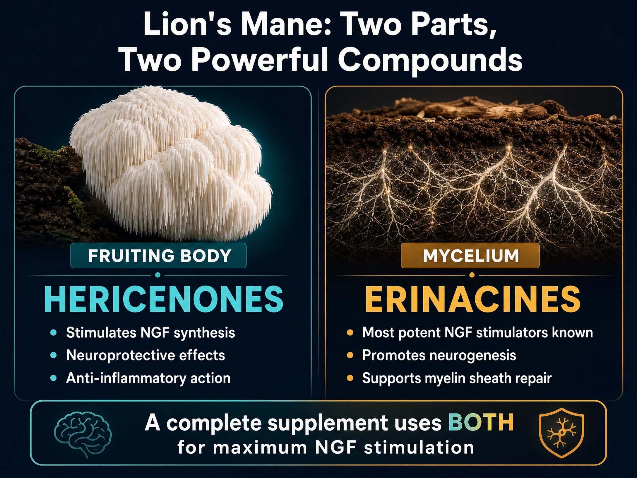 Infographic comparing the fruiting body (hericenones) and mycelium (erinacines) of Lion's Mane mushroom and their respective benefits for NGF stimulation.