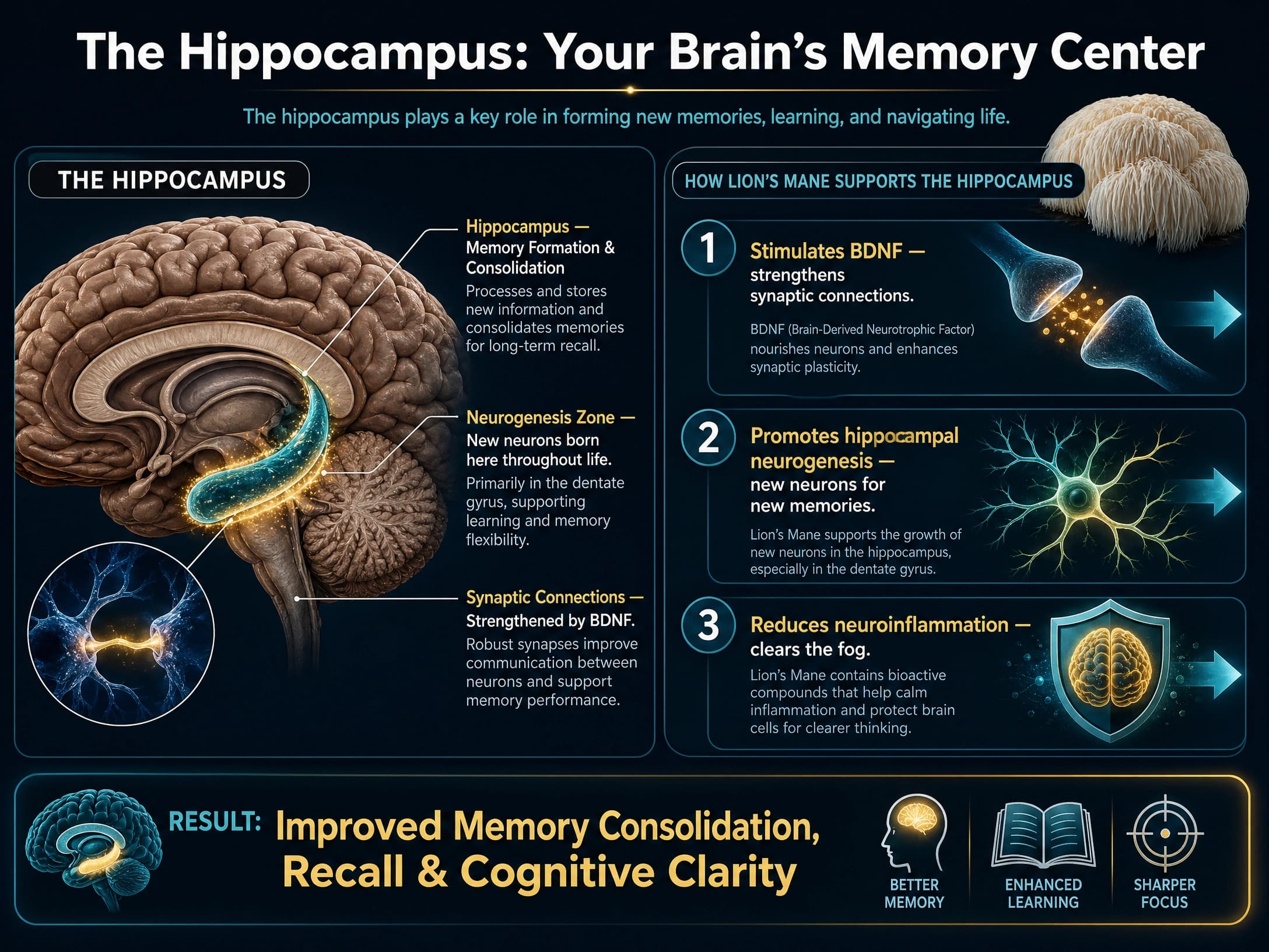 Diagram showing how Lion's Mane stimulates neurogenesis in the hippocampus for memory encoding