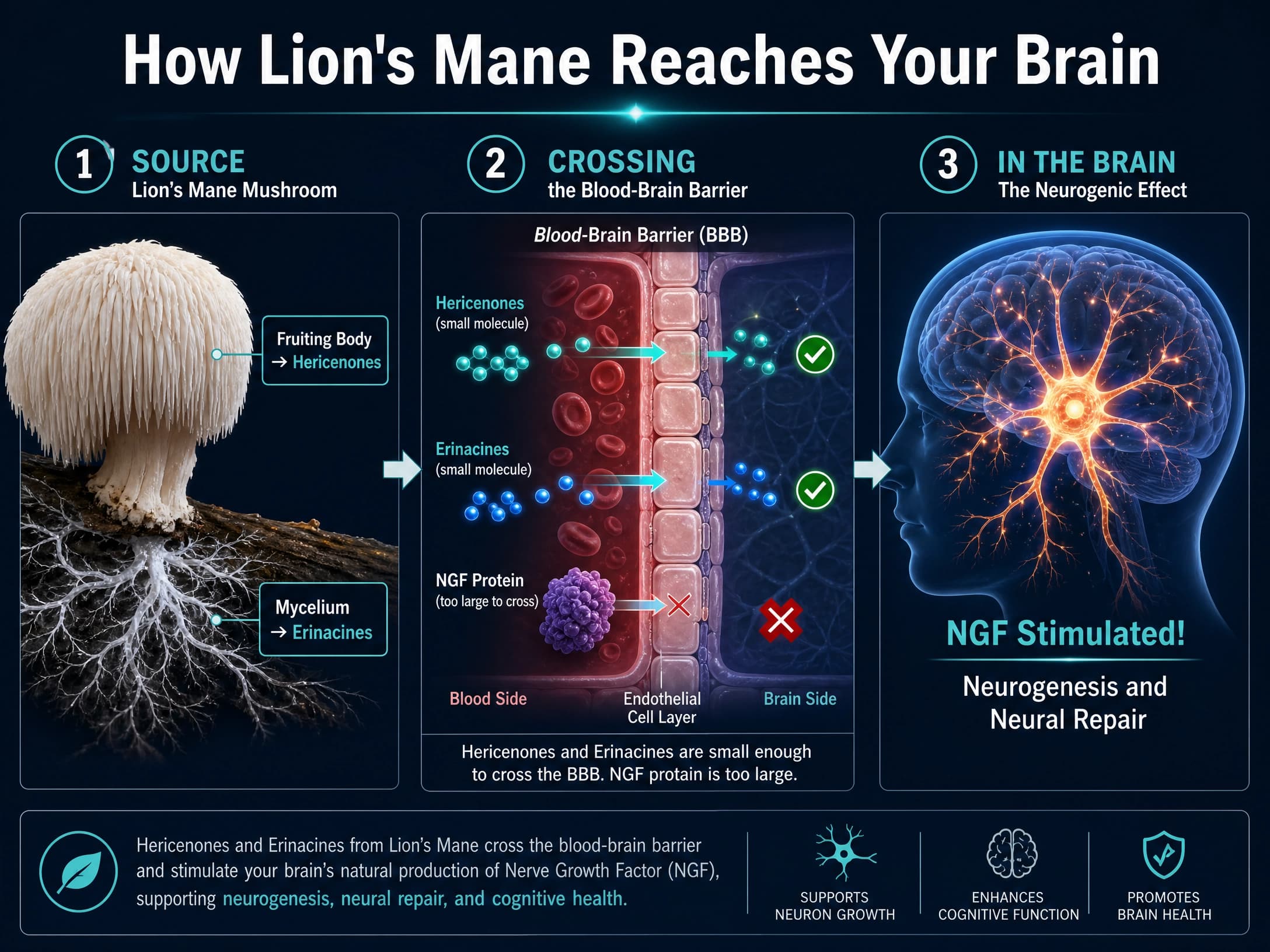 Infographic showing how hericenones and erinacines from Lion's Mane cross the blood-brain barrier to stimulate Nerve Growth Factor, while NGF protein itself is too large to cross.