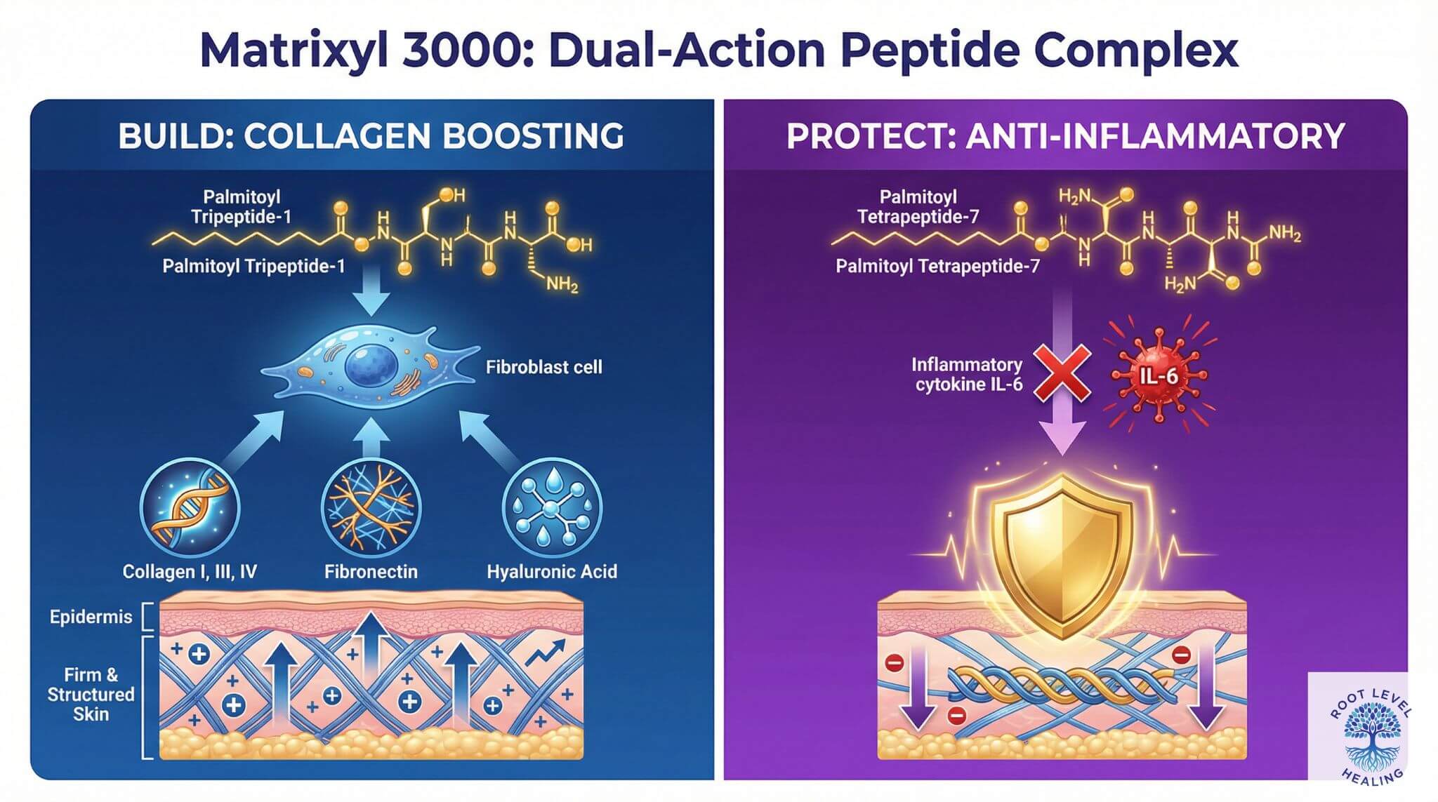 Infographic explaining how Matrixyl 3000 peptides stimulate collagen synthesis and protect against inflammaging in the skin