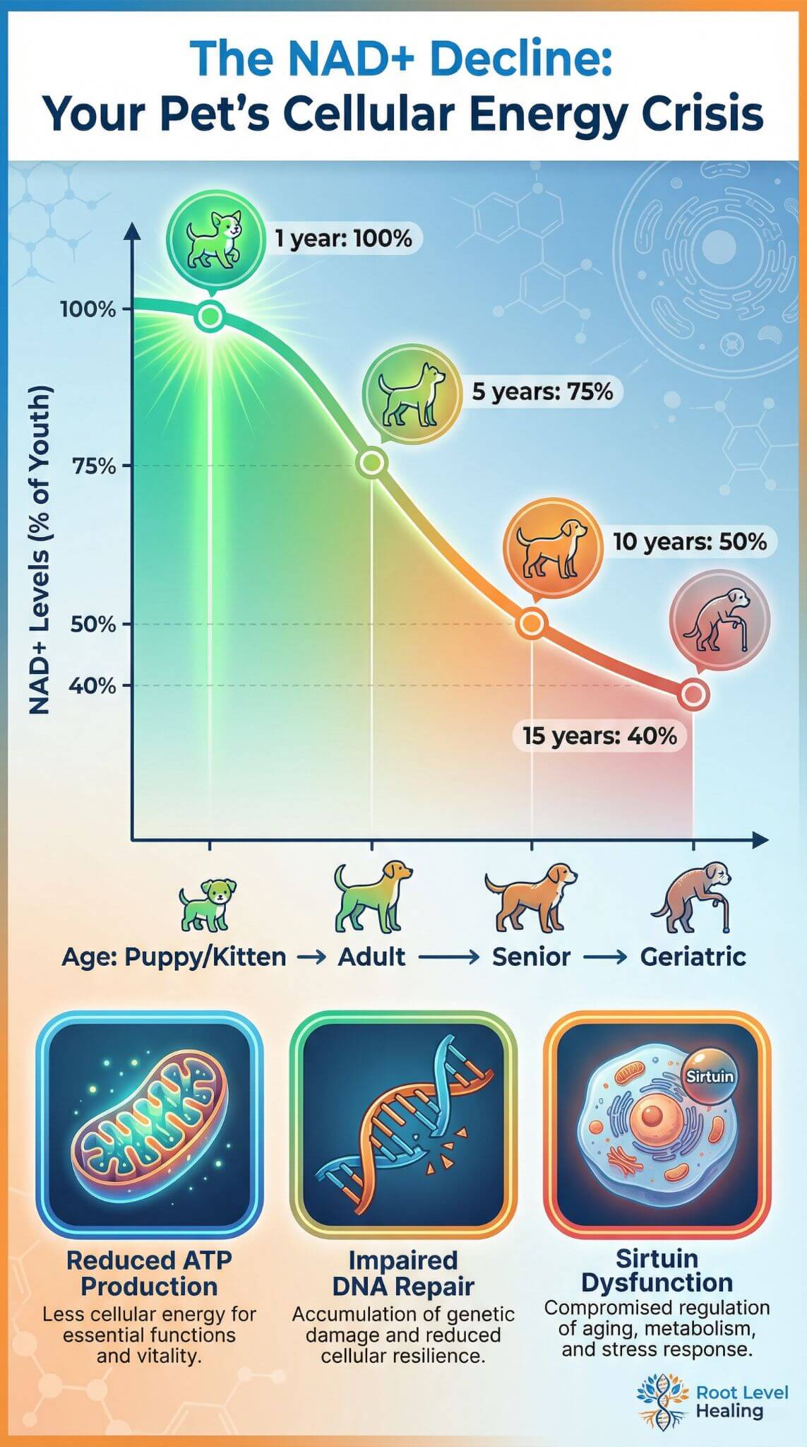 Infographic showing a graph of NAD+ levels declining sharply from puppy/kittenhood to geriatric age in pets, leading to reduced ATP production, impaired DNA repair, and sirtuin dysfunction.