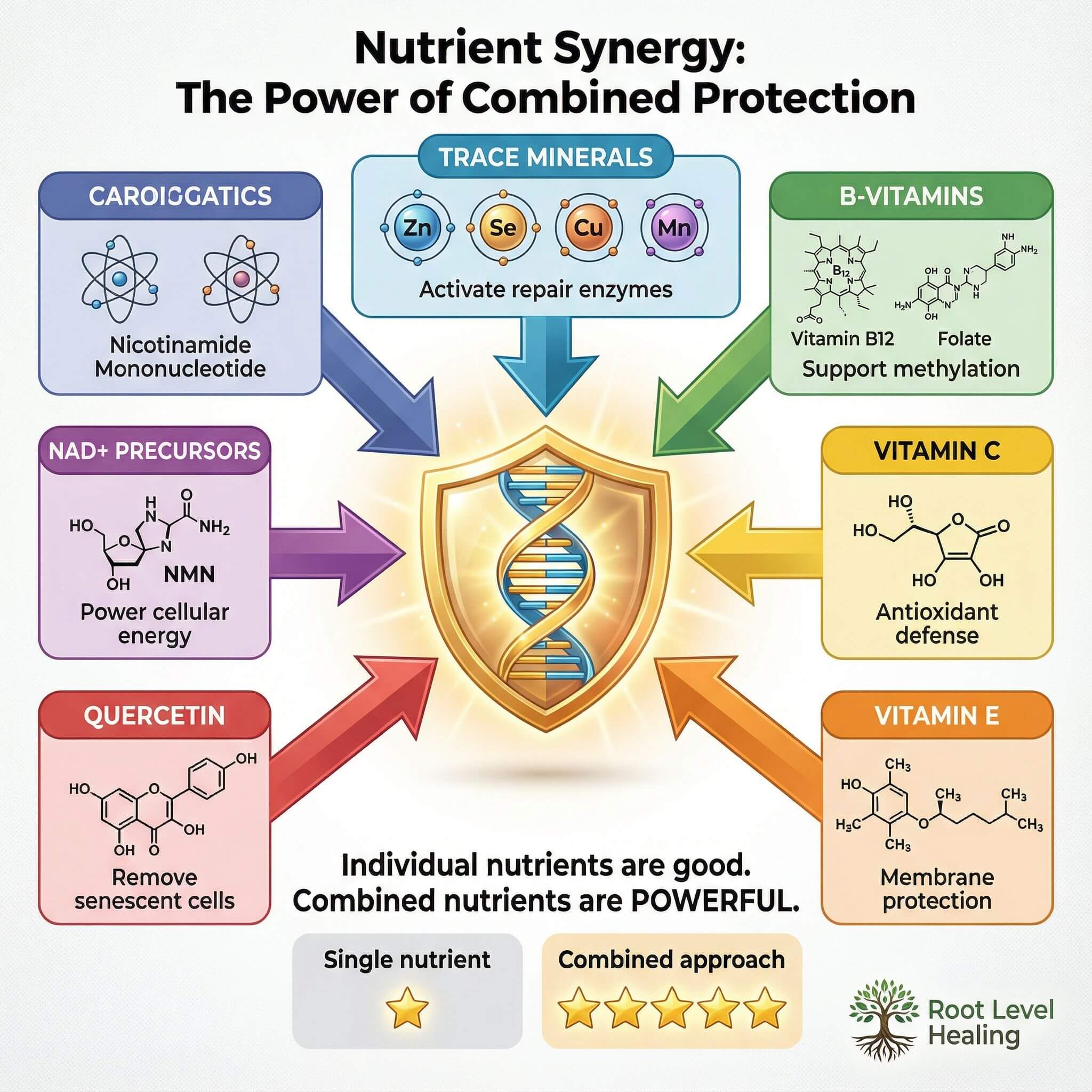 Infographic showing the synergy between different nutrients like vitamins, minerals, and NAD+ precursors for DNA protection.