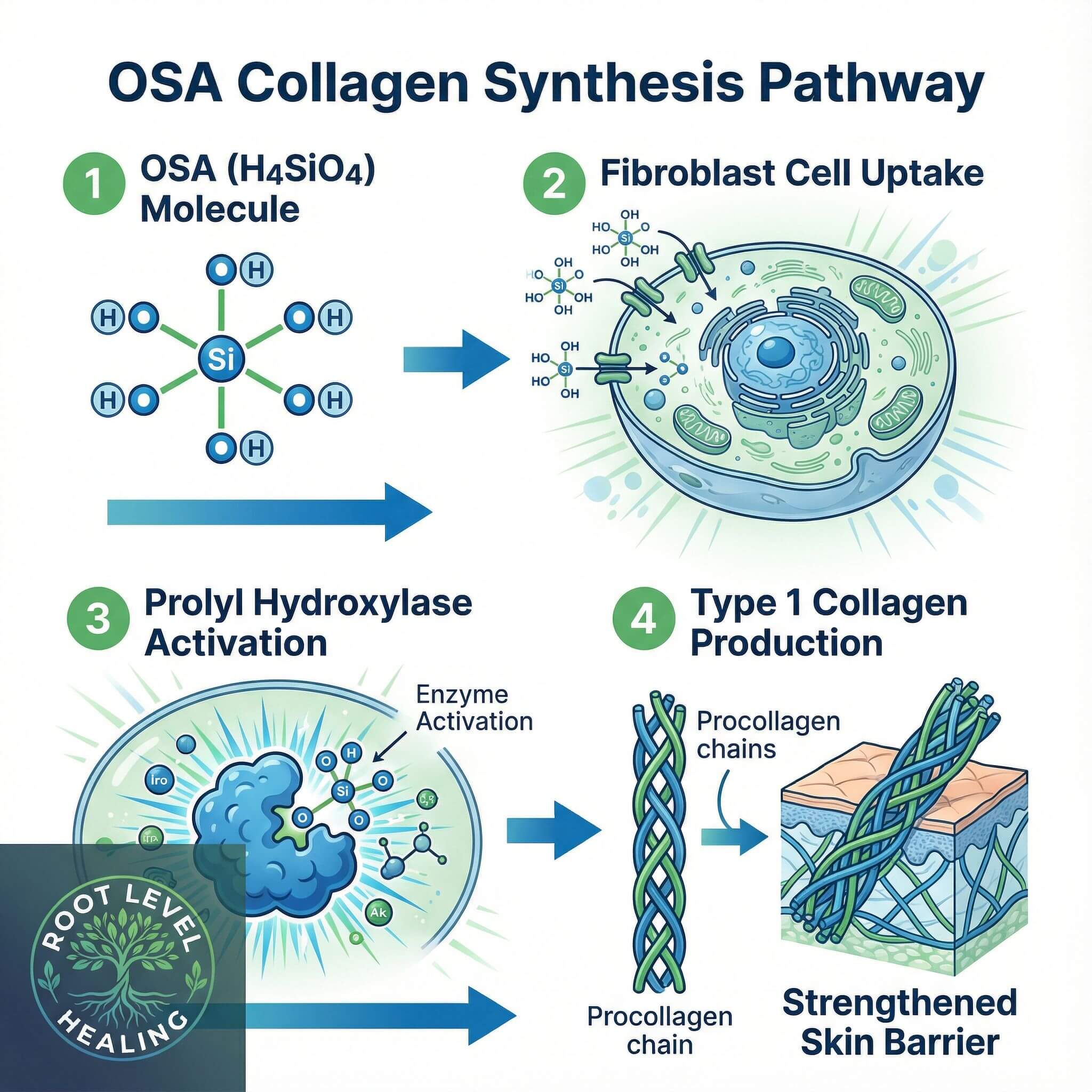 Scientific four-step diagram illustrating the OSA (Orthosilicic Acid) collagen synthesis pathway in pets: Step 1 shows the OSA (H4SiO4) molecule with silicon atom and hydroxyl groups; Step 2 depicts fibroblast cell uptake with OSA molecules entering the skin cell; Step 3 demonstrates prolyl hydroxylase enzyme activation inside the cell; Step 4 shows Type 1 collagen production with triple helix structure forming and strengthening the skin barrier in dogs and cats.