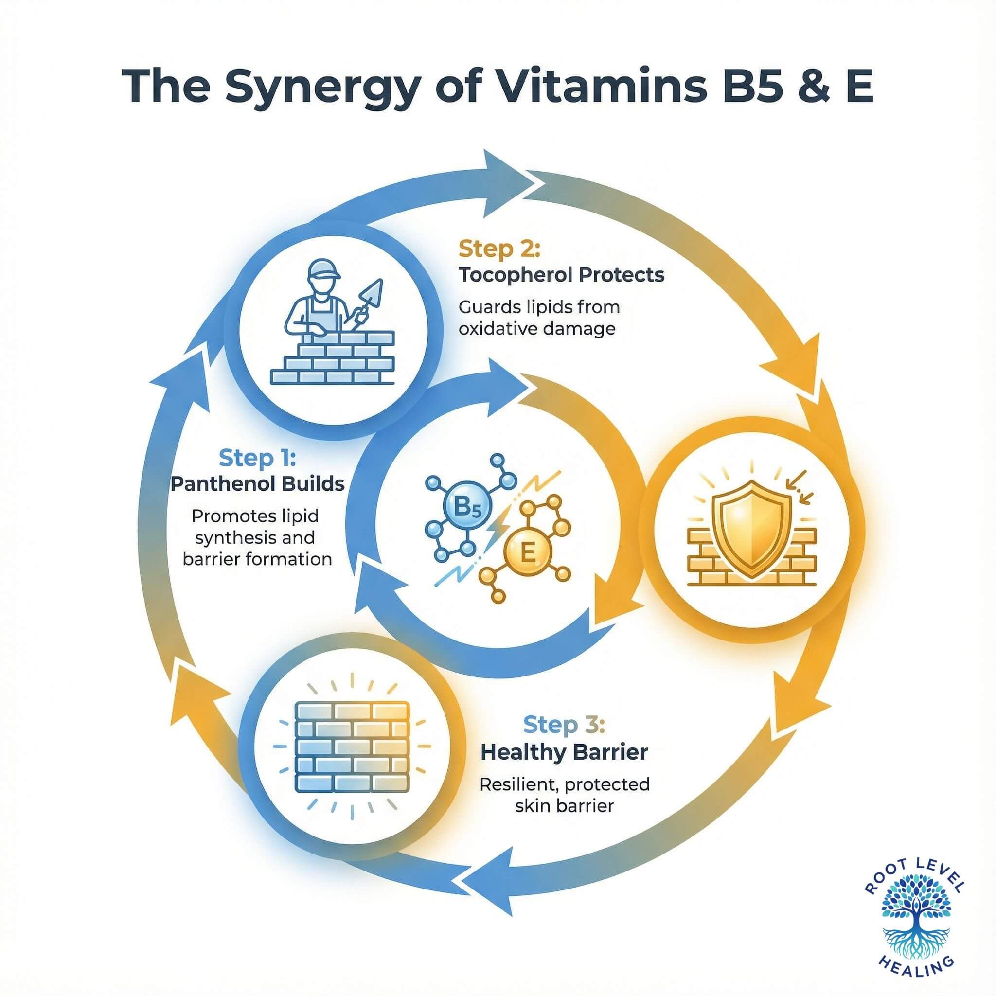 An infographic illustrating the synergistic relationship between Panthenol (Vitamin B5) and Tocopherol (Vitamin E) in protecting and repairing the skin barrier.